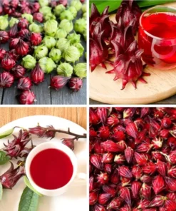 Roselle Hibiscus Live Plant for Planting - Jamaican Sorrel - 8-12 Inch Tall, 2 Plants per Pot - Image 6