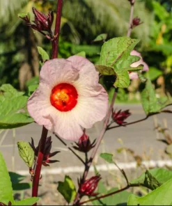 Roselle Hibiscus Live Plant for Planting - Jamaican Sorrel - 8-12 Inch Tall, 2 Plants per Pot - Image 8