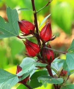 Roselle Hibiscus Live Plant for Planting - Jamaican Sorrel - 8-12 Inch Tall, 2 Plants per Pot - Image 9