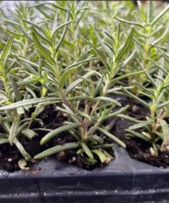 Rosemary Tuscan Blue Live Starter Plant Plug, 1