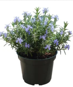 Rosemary Tuscan Blue Live Starter Plant Plug, 1"-3" Tall, Fragrant Flowers, Outdoor - Image 2