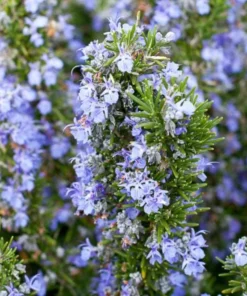 Rosemary Tuscan Blue Live Starter Plant Plug, 1