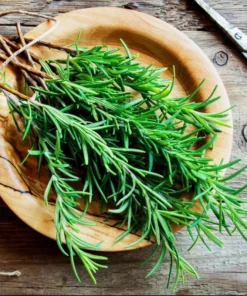 Rosemary Tuscan Blue Live Starter Plant Plug, 1