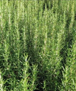 Rosemary Tuscan Blue Live Starter Plant Plug, 1