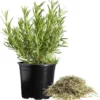 Rosemary Tuscan Blue Live Starter Plant Plug, 1"-3" Tall, Fragrant Flowers, Outdoor - Image 1