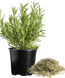 Rosemary Tuscan Blue Live Starter Plant Plug, 1"-3" Tall, Fragrant Flowers, Outdoor - Image 1