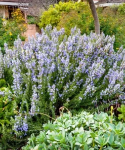 Rosemary Tuscan Blue Live Starter Plant Plug, 1