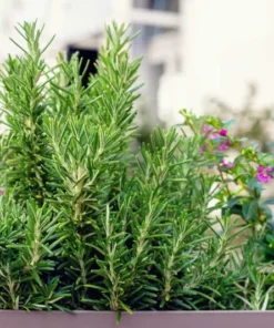 Rosemary Tuscan Blue Live Starter Plant Plug, 1