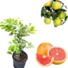 Ruby Grapefruit Live Plant - Red Grapefruit Tree 1-2 ft in 3 Gallon Pot - Image 1