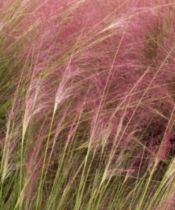 Ruby Muhly Grass Live Plant – Ornamental Hairgrass – Hardy Perennial – 5-8 Inch Tall - Image 4
