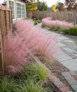 Ruby Muhly Grass Live Plant – Ornamental Hairgrass – Hardy Perennial – 5-8 Inch Tall - Image 5