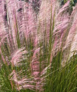 Ruby Muhly Grass Live Plant – Ornamental Hairgrass – Hardy Perennial – 5-8 Inch Tall - Image 6