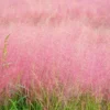 Ruby Muhly Grass Live Plant – Ornamental Hairgrass – Hardy Perennial – 5-8 Inch Tall - Image 1