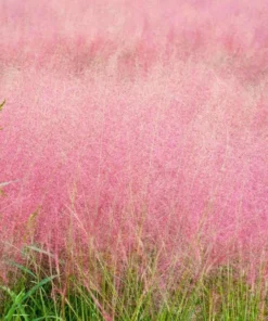 Ruby Muhly Grass Live Plant – Ornamental Hairgrass – Hardy Perennial – 5-8 Inch Tall - Image 1