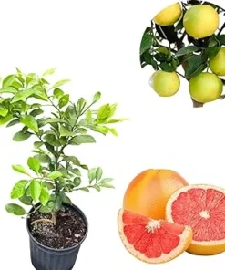 Ruby Red Grapefruit Live Plant, 1-2 Ft Tree in 3 Gallon Pot, Outdoor Fruit Tree - Image 3
