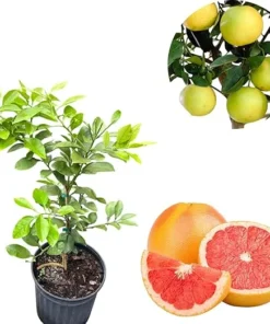 Ruby Red Grapefruit Live Plant, 1-2 Ft Tree in 3 Gallon Pot, Outdoor Fruit Tree - Image 6