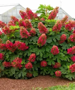 Ruby Slippers Oakleaf Hydrangea Live Plant Perennial Shrub, 5-8 Inch Tall Starter - Image 2