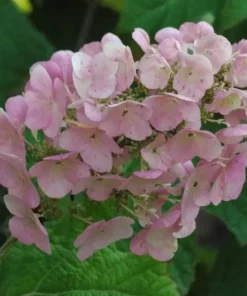 Ruby Slippers Oakleaf Hydrangea Live Plant Perennial Shrub, 5-8 Inch Tall Starter - Image 3