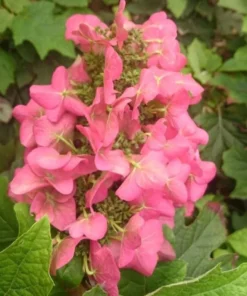Ruby Slippers Oakleaf Hydrangea Live Plant Perennial Shrub, 5-8 Inch Tall Starter - Image 4