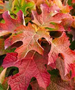 Ruby Slippers Oakleaf Hydrangea Live Plant Perennial Shrub, 5-8 Inch Tall Starter - Image 5