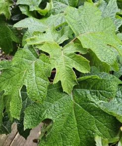 Ruby Slippers Oakleaf Hydrangea Live Plant Perennial Shrub, 5-8 Inch Tall Starter - Image 6