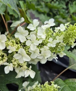 Ruby Slippers Oakleaf Hydrangea Live Plant Perennial Shrub, 5-8 Inch Tall Starter - Image 7