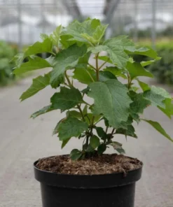 Ruby Slippers Oakleaf Hydrangea Live Plant Perennial Shrub, 5-8 Inch Tall Starter - Image 8