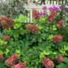 Ruby Slippers Oakleaf Hydrangea Live Plant Perennial Shrub, 5-8 Inch Tall Starter - Image 1