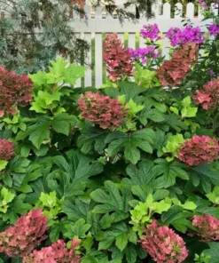 Ruby Slippers Oakleaf Hydrangea Live Plant Perennial Shrub, 5-8 Inch Tall Starter - Image 1