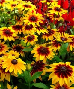 Rudbeckia Hirta Autumn Colors Live Plant Plug - 1-3 Inch Tall Starter - Red & Yellow Blooms - Image 3