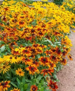 Rudbeckia Hirta Autumn Colors Live Plant Plug - 1-3 Inch Tall Starter - Red & Yellow Blooms - Image 4