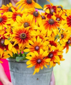 Rudbeckia Hirta Autumn Colors Live Plant Plug - 1-3 Inch Tall Starter - Red & Yellow Blooms - Image 1