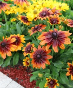 Rudbeckia Hirta Autumn Colors Live Plant Plug - 1-3 Inch Tall Starter - Red & Yellow Blooms - Image 5
