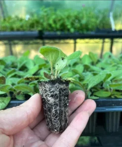 Rudbeckia Hirta Autumn Colors Live Plant Plug - 1-3 Inch Tall Starter - Red & Yellow Blooms - Image 7