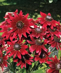 Rudbeckia Hirta Cherry Brandy Live Plug Plant - Black-Eyed Susan, 1-3 Inch Tall - Image 3