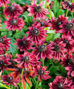 Rudbeckia Hirta Cherry Brandy Live Plug Plant - Black-Eyed Susan, 1-3 Inch Tall - Image 4