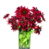 Rudbeckia Hirta Cherry Brandy Live Plug Plant - Black-Eyed Susan, 1-3 Inch Tall - Image 1