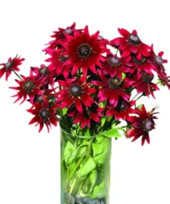 Rudbeckia Hirta Cherry Brandy Live Plug Plant - Black-Eyed Susan, 1-3 Inch Tall - Image 1