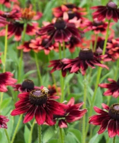 Rudbeckia Hirta Cherry Brandy Live Plug Plant - Black-Eyed Susan, 1-3 Inch Tall - Image 5