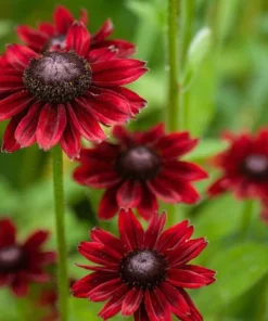 Rudbeckia Hirta Cherry Brandy Live Plug Plant - Black-Eyed Susan, 1-3 Inch Tall - Image 6