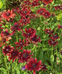 Rudbeckia Hirta Cherry Brandy Live Plug Plant - Black-Eyed Susan, 1-3 Inch Tall - Image 7