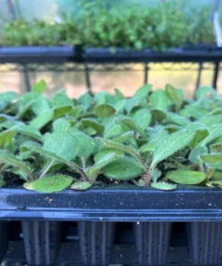 Rudbeckia Hirta Cherry Brandy Live Plug Plant - Black-Eyed Susan, 1-3 Inch Tall - Image 8