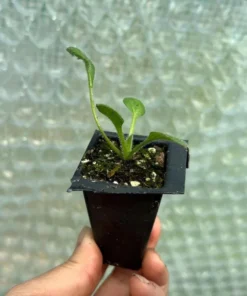 Rudbeckia Hirta Sahara Plug Live Plant – 1-3 Inch Starter Plant – Outdoor Flower - Image 10