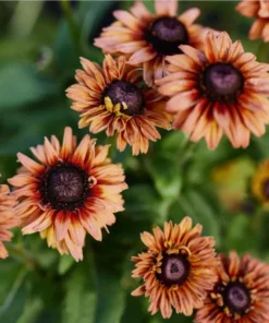 Rudbeckia Hirta Sahara Plug Live Plant – 1-3 Inch Starter Plant – Outdoor Flower - Image 2