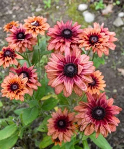 Rudbeckia Hirta Sahara Plug Live Plant – 1-3 Inch Starter Plant – Outdoor Flower - Image 3