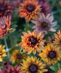 Rudbeckia Hirta Sahara Plug Live Plant – 1-3 Inch Starter Plant – Outdoor Flower - Image 5