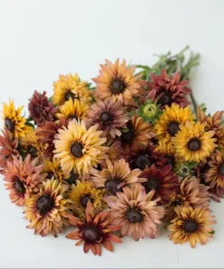 Rudbeckia Hirta Sahara Plug Live Plant – 1-3 Inch Starter Plant – Outdoor Flower - Image 7