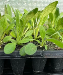 Rudbeckia Hirta Sahara Plug Live Plant – 1-3 Inch Starter Plant – Outdoor Flower - Image 8