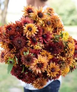 Rudbeckia Hirta Sahara Plug Live Plant – 1-3 Inch Starter Plant – Outdoor Flower - Image 1