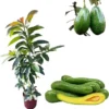 Russell Avocado Tree Live Plant – 2 ft Tall, 3 Gallon Pot – Grafted Fruit Tree - Image 1